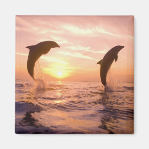 Imã Golfinhos-nariz-de-garrafa Tursiops truncatus