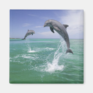 Imã Golfinhos-nariz-de-garrafa Tursiops truncatus