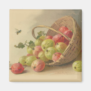 Imã Gooseberries do vintage