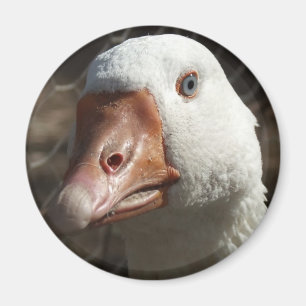 Imã Goosey Goosey