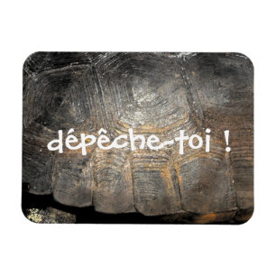 Ímã Gopher Tortoise Shell