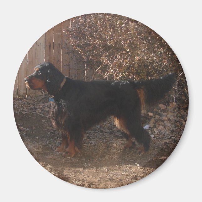 Imã Gordon Setter Magnet (Frente)