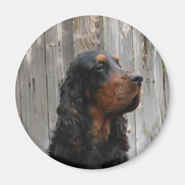 Imã Gordon Setter Magnet (Frente)