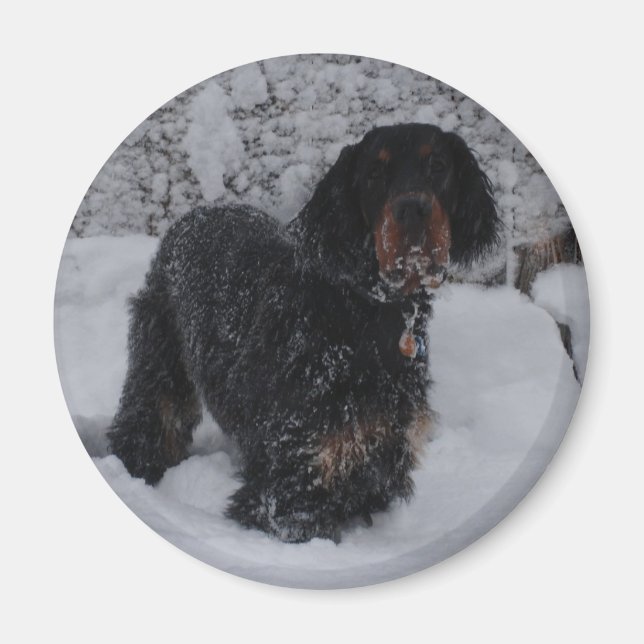 Imã Gordon Setter Puppy Magnet (Frente)