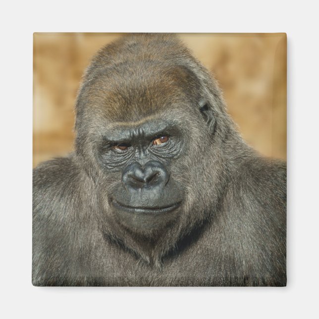 Imã Gorila (Frente)