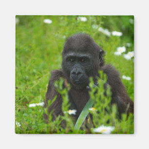 Imã Gorila Bebê Escondendo-Se Na Grama