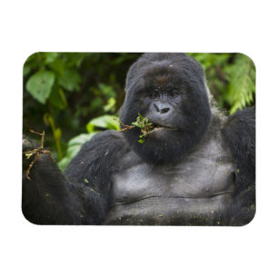 Ímã Gorila da Montanha e Silverback