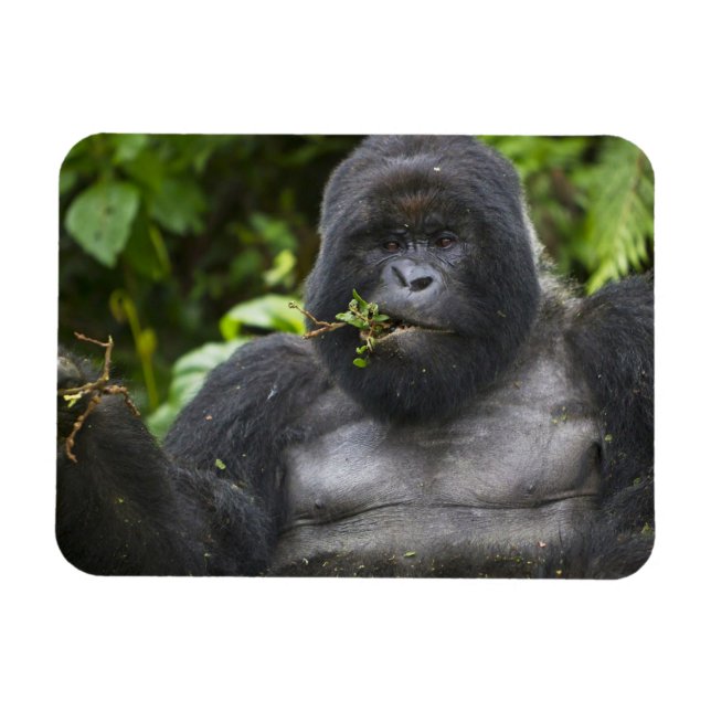 Ímã Gorila da Montanha e Silverback (Horizontal)