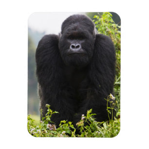 Ímã Gorila da Montanha e Silverback