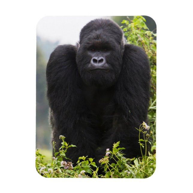 Ímã Gorila da Montanha e Silverback (Vertical)
