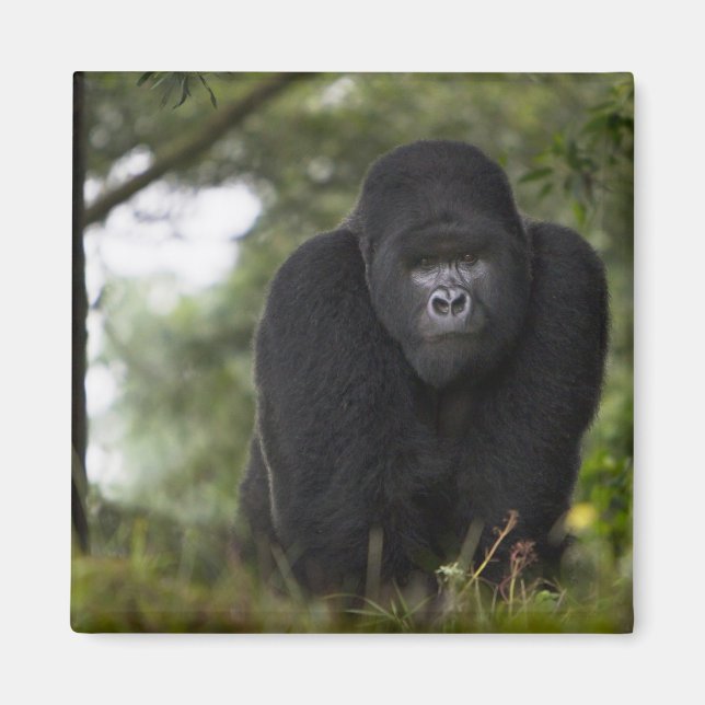 Imã Gorila da Montanha e Silverback (Frente)