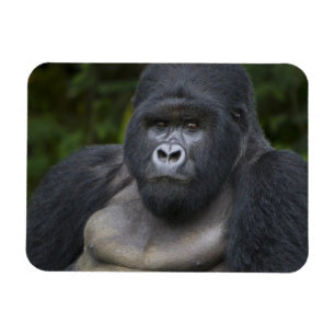 Ímã Gorila da Montanha e Silverback