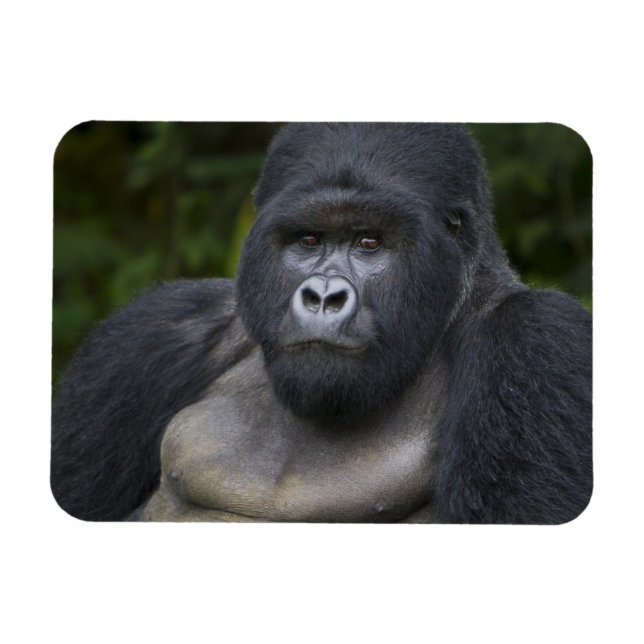 Ímã Gorila da Montanha e Silverback (Horizontal)