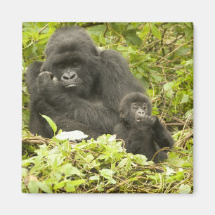 Imã Gorila-da-montanha, Gorilla beringei (anteriorment