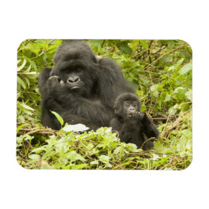 Ímã Gorila-da-montanha, Gorilla beringei (anteriorment