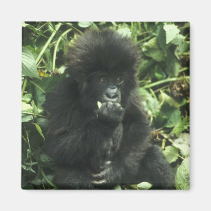 Imã Gorila da Montanha, (Gorilla gorilla beringei),