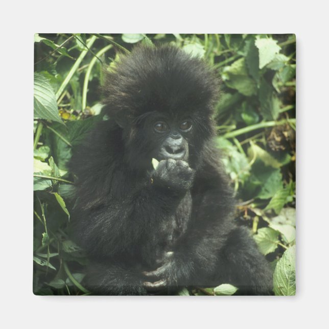 Imã Gorila da Montanha, (Gorilla gorilla beringei), (Frente)