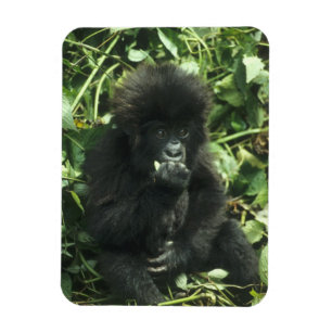 Ímã Gorila da Montanha, (Gorilla gorilla beringei),