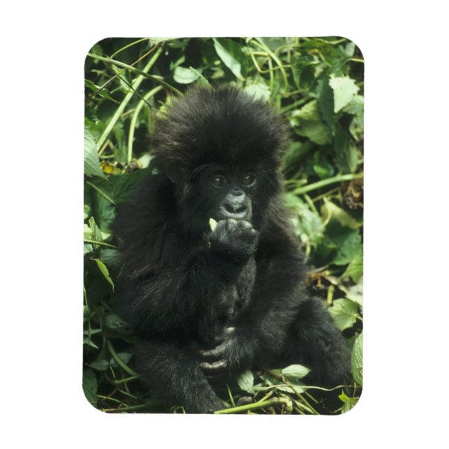 Ímã Gorila da Montanha, (Gorilla gorilla beringei), (Vertical)