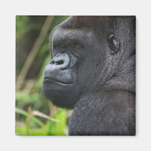 Imã Gorila-de-costas-silverback, Gorila Cativo