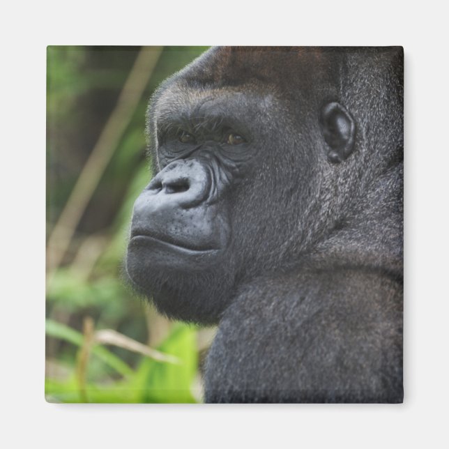 Imã Gorila-de-costas-silverback, Gorila Cativo (Frente)
