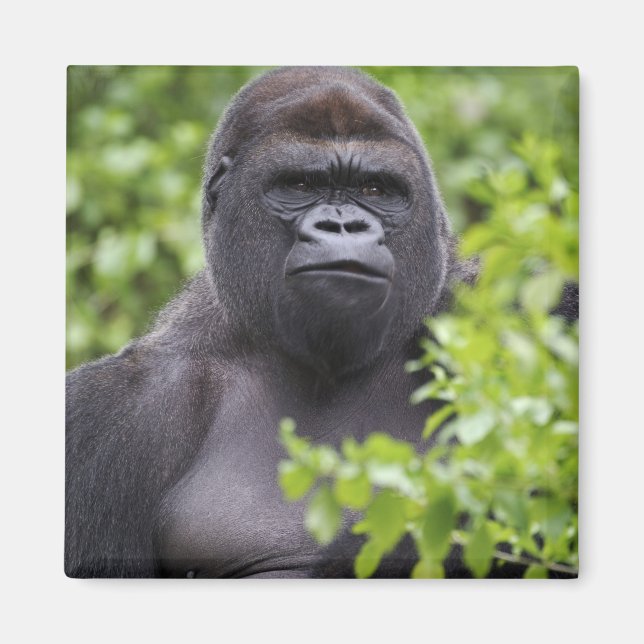 Imã Gorila-de-costas-silverback, Gorilla gorilla, (Frente)