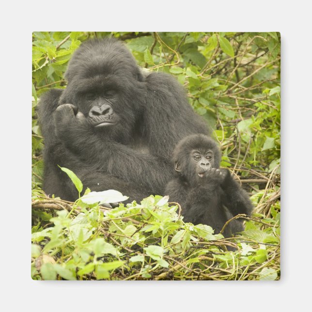 Imã Gorila de montanha, Gorilla beringei (anteriorment (Frente)