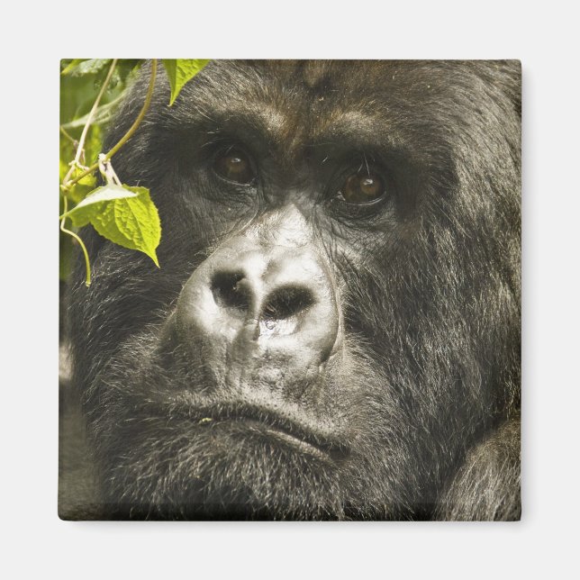 Imã Gorila de montanha, Gorilla beringei beringei, (Frente)