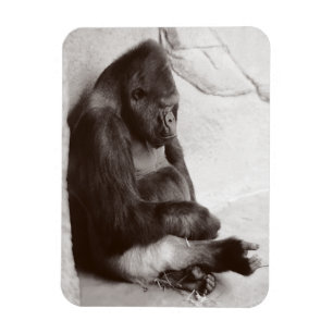 Ímã Gorila Fotografia Dormindo