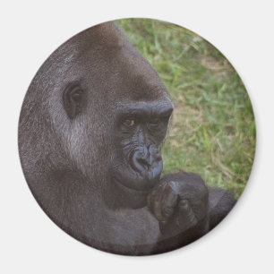 Imã Gorilla