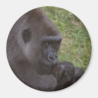 Imã Gorilla