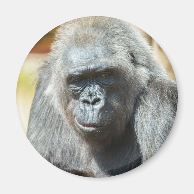 Imã Gorilla Biddy (Frente)