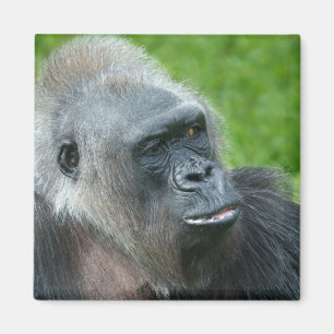 Imã Gorilla Biddy