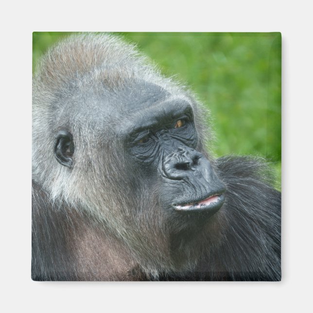 Imã Gorilla Biddy (Frente)