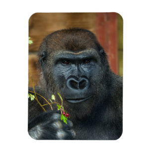 Ímã Gorilla E Sua Foto De Berries
