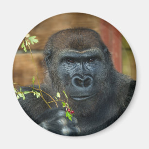 Imã Gorilla E Suas Berries