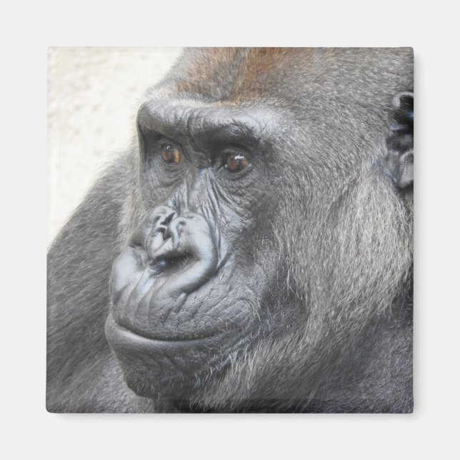 Imã Gorilla Magnet (Frente)