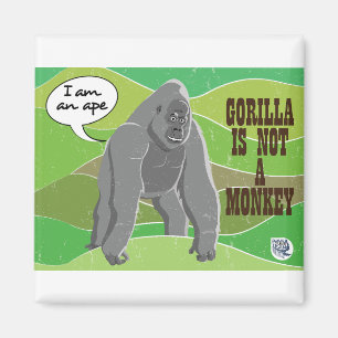 Imã Gorilla não é um macaco