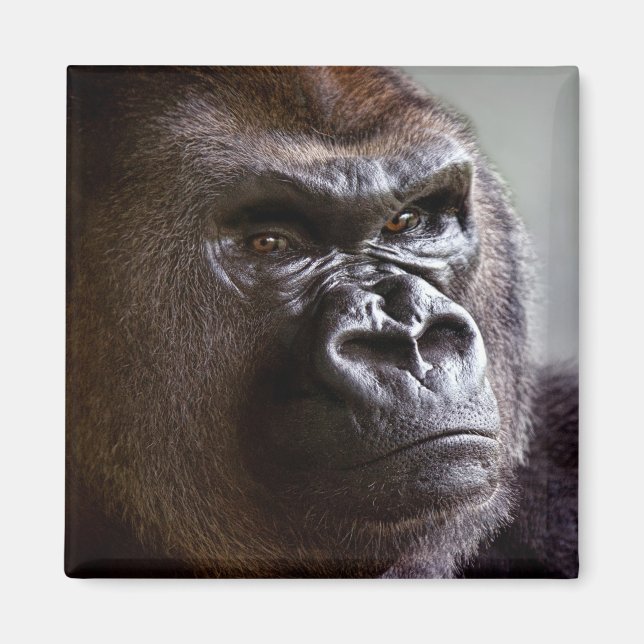 Imã Gorilla Silverback Magnet (Frente)
