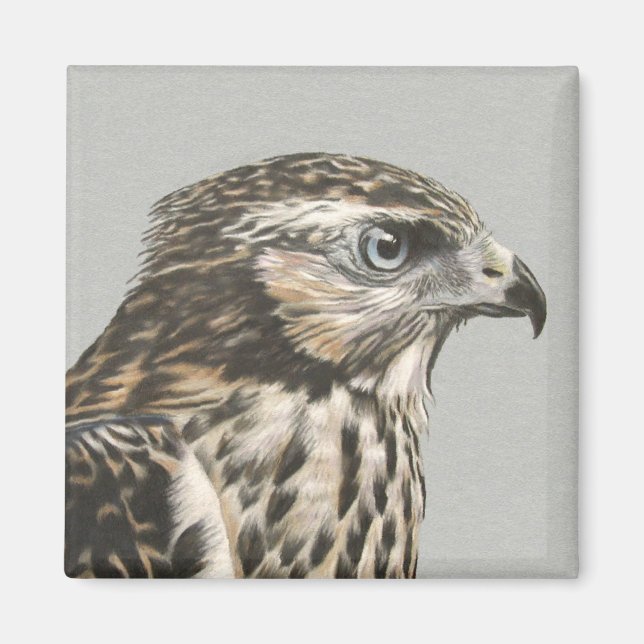 Imã Goshawk imaturo (Frente)