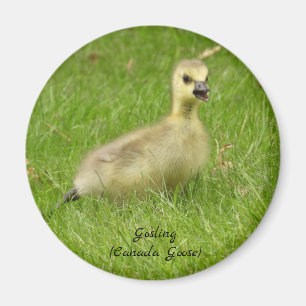 Imã Gosling Fluffy Adorável (ganso canadá)