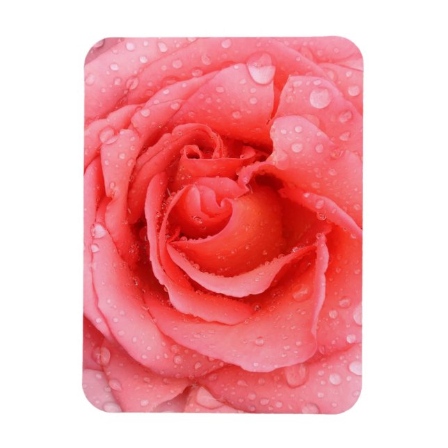 Ímã Gotas de Água de Rosa Vermelha Romântica (Vertical)
