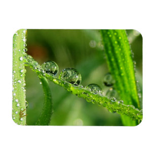 Ímã Gotas de Água na Grama Verde Luxuriante, Pacífico,
