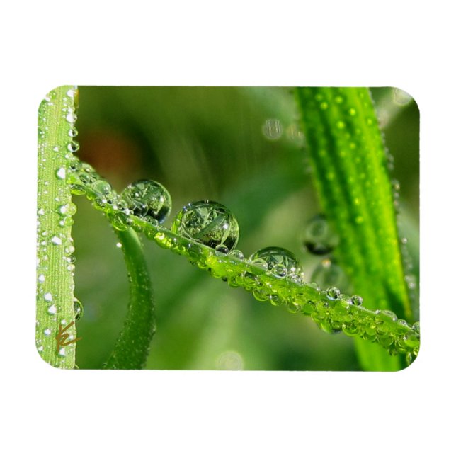 Ímã Gotas de Água na Grama Verde Luxuriante, Pacífico, (Horizontal)