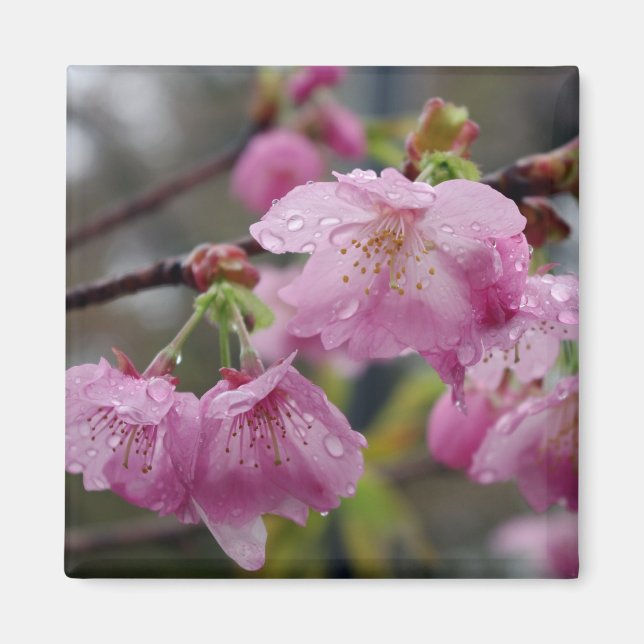 Imã Gotas de chuva em flores de cereja rosa (Frente)
