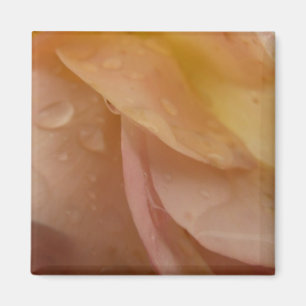 Imã Gotas de Chuva em Pétalas de Rosa Rosa Floral Pêss