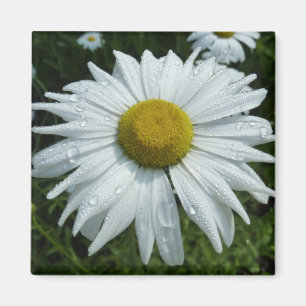 Imã Gotas de chuva na margarida II Floral