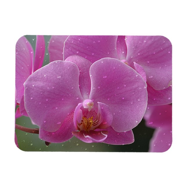 Ímã Gotas De Chuva No Magnete Orchids (Horizontal)