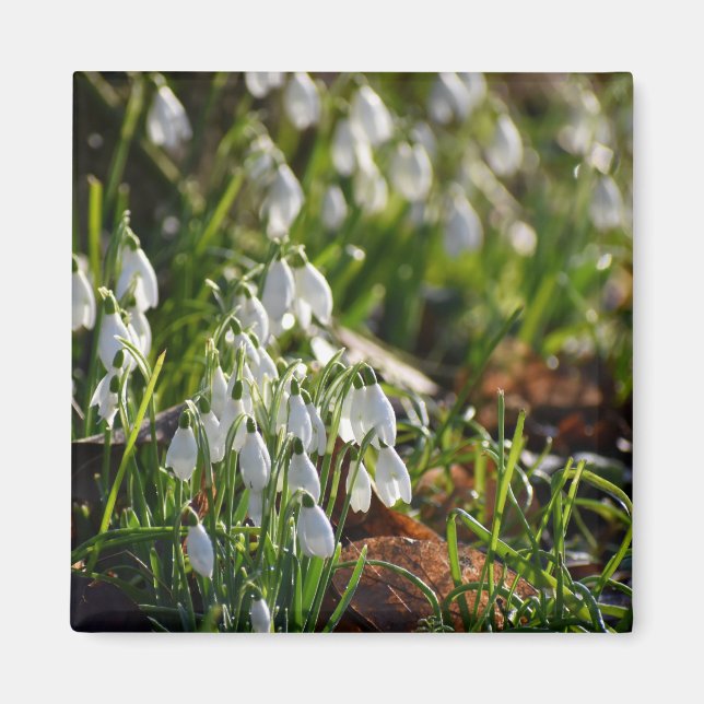 Imã Gotas de neve (Frente)