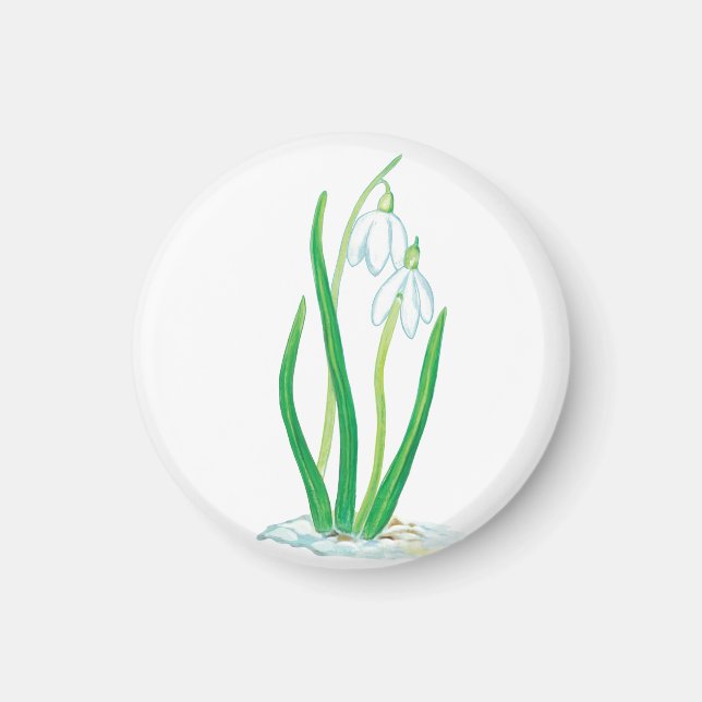 Imã Gotas de neve (Galanthus nivalis) (Frente)